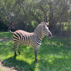 Zebra (Adopt-a-Critter)